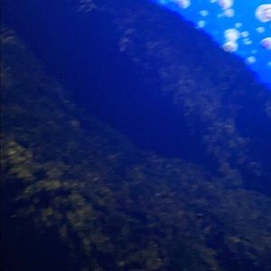 Meet your Posher, Darius